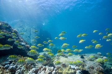 School of yellow Convict Tangs fish (Acanthurus triostegus). Seychelles