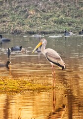 bird, heron, nature, water, wildlife, animal, egret, lake, beak, white, stork, great blue heron, wild, grey, pond, birds, blue, great, feathers, wading, park