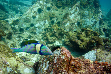 Underwater sea life, tropical fish. Pastel Ring Wrasse (Hologymnosus doliatus)