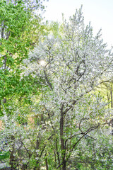 dawn in the spring flowering garden