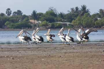 Pelican birds were starting doing activities in the lake,  Timor Leste