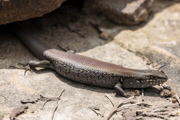 Australian White's Skink basking outside it's rock crevice