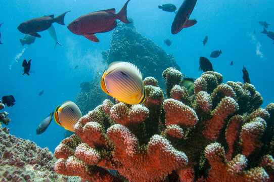 Tropical fish Indian Redfin Butterflyfish, Chaetodon trifasciatus, on a stony coral