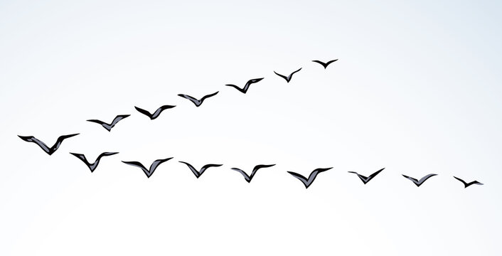 Duck flock in the sky. Vector drawing