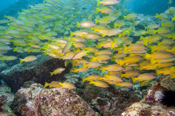 School of Blackspot Snapper (Lutjanus fulviflamma), Seychelles