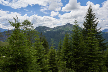 High green landform in the Tannheim mountains, conifers in the foreground, blue sky with white clouds. Germany, Bavaria.