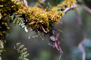 A macro shot of a branch covered with moss covered with dew, South Island, New Zealand, Glacier Fox