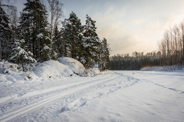 Ski track on the snow field. Beautiful winter landscape. The edge of the forest with rows of trees evergreens covered with snow. The ski trails in different directions. Healthy people lifestyle.