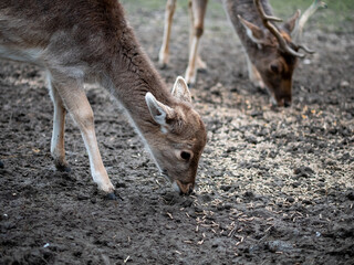 biche jardin de ville