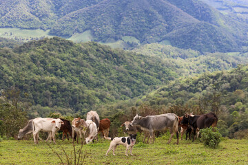 Fototapeta na wymiar The dog guards the herd of cows. Cows on the field.