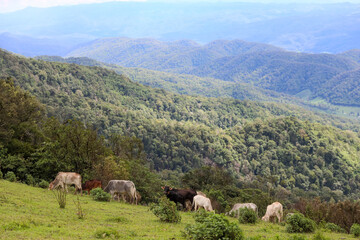 Fototapeta na wymiar Cows on the field and mountain