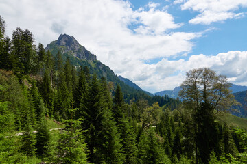 Mountain chamois head in the Tannheimer valley, high landform made of gray stone, various green tree species in the foreground, blue sky with white clouds. Germany, Ostallgäu.