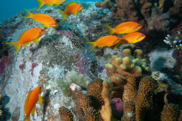 Fototapeta na wymiar School of Lyretail Anthias (Pseudanthias squamipinnis) over the coral reef