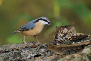 Fototapeta premium Eurasian nuthatch (Sitta europaea) sits on the stump. nuthatch in the nature habitat. Wildlife scene from fall forest.