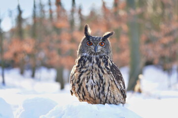 portrait of a eagle owl in the nature. Bubo bubo. Beautiful eagle owl sitting in the snow. Wildlife scene from nature. winter scene with a owl. 