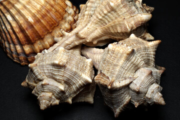 Composizione di conchiglie.