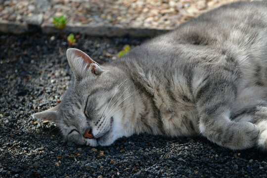 Portrait of a cute tabby cat sleeping in the morning sun.