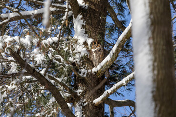 Great horned owl in a snowy forest