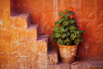 A pot of red Geranium in front of an old orange wall and staircase, Arequipa, Peru