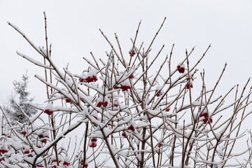 Snow on red berries and rowan branches. Winter natural background