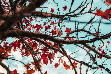 Maple Tree Red Flowers Background