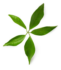 mandarin leaf isolated on a white background