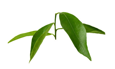 mandarin leaf isolated on a white background