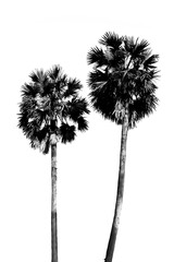 Black and white palm trees on white background.
