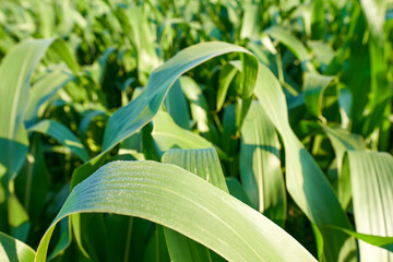 Close up of the green leaves of an organic Zea maize fodder plant. Full frame.