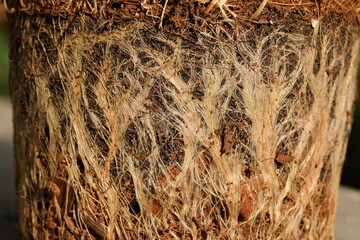 Closeup The roots of the plant removed from the pot