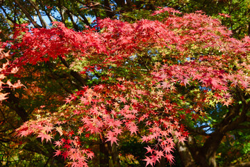 京都　龍安寺の美しい紅葉と赤いモミジ（京都府京都市）Beautiful autumn leaves and red maple trees at Ryoanji Temple, Kyoto (Kyoto City, Kyoto Prefecture, Japan)