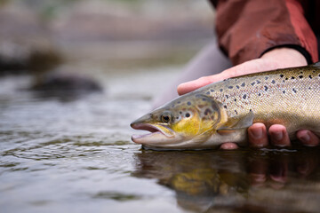 A fisherman releases wild Atlantic brown trout into the cold water