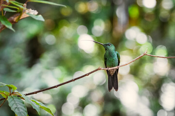 Hummingbird colorful tropical bird sitting on a branch in Costa Rica rainforest