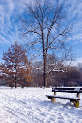park bench with snow and winter trees like romantic winter landscape