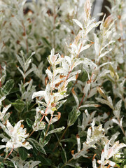 Saule Crevette sur tige (Salix integra), arbuste buissonnant au fines feuilles oblongues, finement dentées, panachées de gris-vert brillantes sur des rameaux rougeâtres 