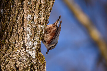 Selective focus photo. Eurasian nuthatch bird on tree trunk.