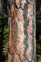 Close-up view of bark of mountan pine Pinus mugo, seen in South Tyrolean Dolomites, Italy