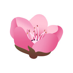 Cute pink Sakura flower icon 