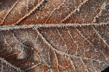 Close up with Leaves on the grass field in the winter morning with frost on it