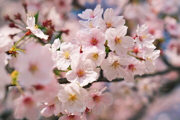Fototapeta na wymiar 春の陽気に咲く桜