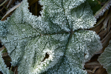 Close up with Leaves on the grass field in the winter morning with frost on it