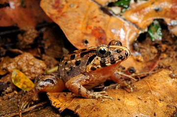 Tropical frog (Fejervarya cf. kirtisinghei) - Sri Lanka // tropischer Frosch (Fejervarya cf. kirtisinghei) - Sri Lanka  © bennytrapp