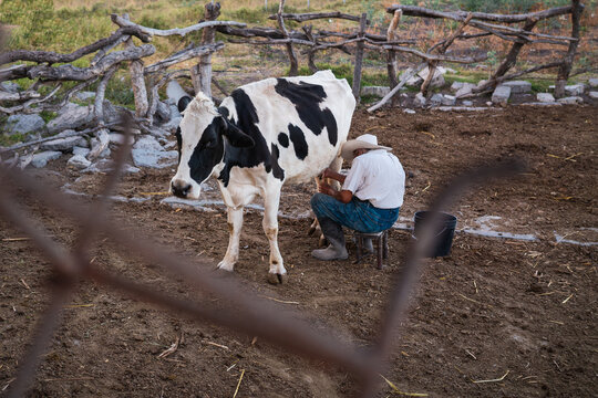 cowboy man with cow