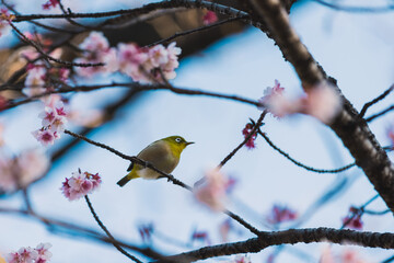 メジロ
White-eye