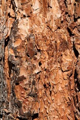 brown tree bark surface in a close up pattern