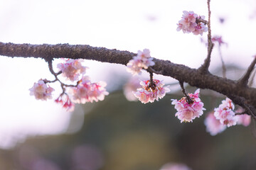 寒桜,
Cold cherry