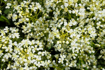 beautiful white small flowers in inflorescences. natural background. selective focus bokeh