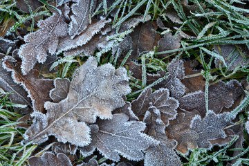 Close up with Leaves on the grass field in the winter morning with frost on it