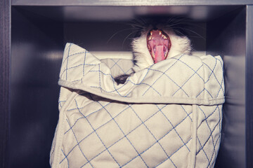 Cat yawns in a box on a shelf in the closet, monster concept under the bed