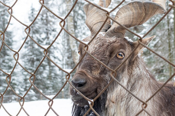Rare breed of goat behind bars in zoo in winter close up